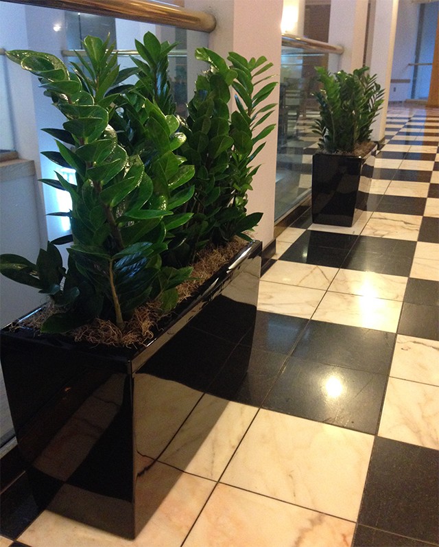 Green Office Plants