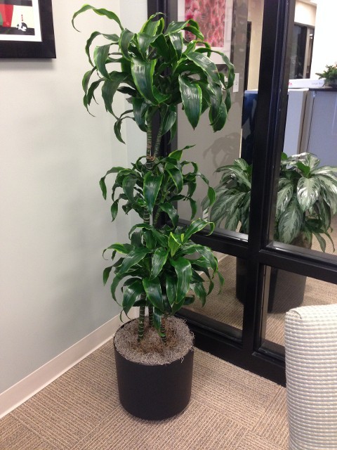 Office Green Plants