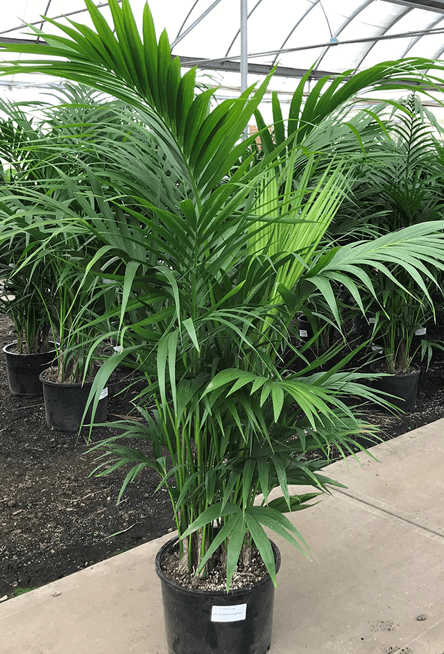 Plant In A Pot